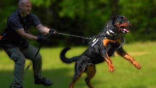 Rottweiler Aggression Tamed  Training for Perfection [upl. by Ahsinik964]