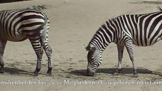 Zebra Gazellen und Antilopen  gesehen von Thilo  im Zoo Hannover [upl. by Ecinev]