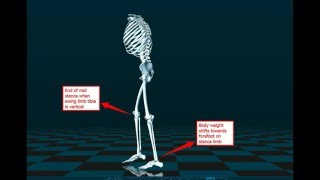 8 Phases Of Walking Gait Analysis Competitive EDGE San Jose [upl. by Nim948]