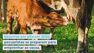 Bezerros em alta em 2025 pecuaristas se preparam para emprenhar as vacas [upl. by Utica]