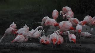 チューリッヒ動物園 夜のガイドツアー フラミンゴ（独語 ）Zurich Zoo Night Guided Tour Chilean flamingo 2019 0613 [upl. by Lipcombe]