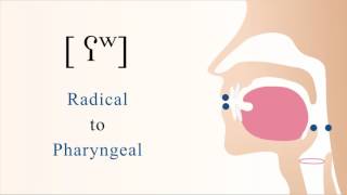 ʕʷ  voiced labialized radical pharyngeal non sibilant fricative [upl. by Htebazle]