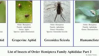 List of Insects of Order Hemiptera Family Aphididae Part 2 macrosiphoniella maple tropicalis Giant [upl. by Ueik]