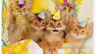 cute kittens singing happy birthday song [upl. by Routh307]