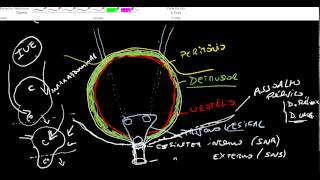 FISIOLOGIA MICCIONAL [upl. by Ecneps]