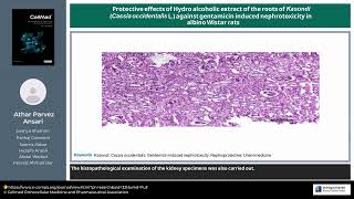 Protective effects of Hydro alcoholic extract of the roots of iKasondii iCassia occidentalisi L [upl. by Anniroc]