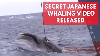 Shocking Japanese whaling footage shows barbaric hunt in Australian whale sanctuary [upl. by Hummel161]