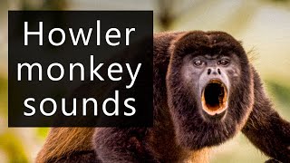 The frightening sounds of the Howler monkeys [upl. by Ardnat]