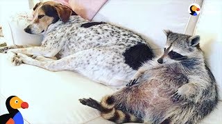 Raccoon Adopted by Dogs Is Living THE LIFE  The Dodo Odd Couples [upl. by Noreh]