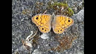 Bellissima farfalla a Bertinoro 🦋 [upl. by Haodnanehs121]