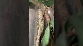 Tokay Geckos from Floridas Finest Reptiles floridasfinest [upl. by Aidan]