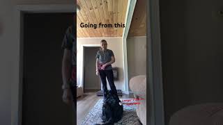 Subscribe for more dog training videos soon [upl. by Archer]