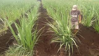 Bumbun Menggunakan Furrower [upl. by Alethea]