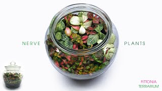 Nerve Plant Terrarium  FIttonia ASMR Build [upl. by Geno747]