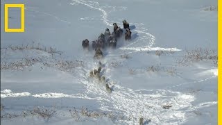 Course poursuite entre loups et bisons [upl. by Latrina]