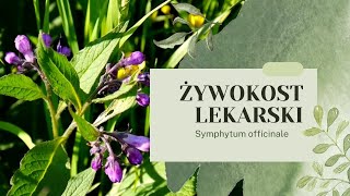 ŻYWOKOST LEKARSKI  Leczy i nawozi uprawy Kompendium Wiedzy żywokost żywokostlekarski ogród [upl. by Zina]