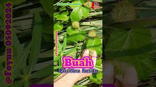 BUAH PASSIFLORA Foyuu flora plant buah fruit markisamini passiflorafoetida wow fyp fyi [upl. by Fatma748]