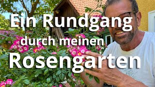 Rosen über Rosen Ein Rundgang durch mein RosenParadies [upl. by Alvan]