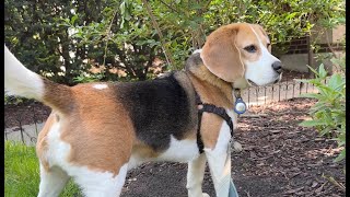 Cute beagle goes on a rabbit hunt [upl. by Ahsoet]