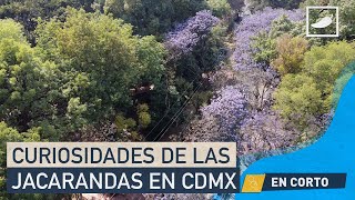 Datos curiosos para amar más las jacarandas [upl. by Damalis]