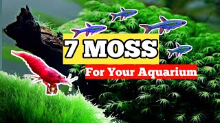 BEST MOSS FOR YOUR AQUARIUM✅ [upl. by Yarled]