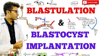 Blastulation  Blastocyst Implantation [upl. by Laen370]