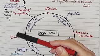 Urea Cycle  Aminoacid metabolism  Biochemistry  quick learn [upl. by Imaj]