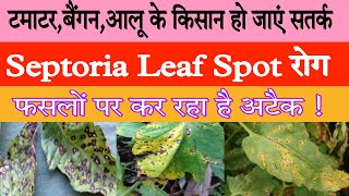 septoria leaf spot tomato treatment  septoria leaf spot on tomatoes  septoria leaf spot disease [upl. by Pogah930]