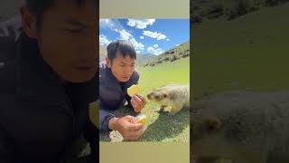 Marmot Wants Biscuit  Ozzy Man Quickies [upl. by Yetnom]