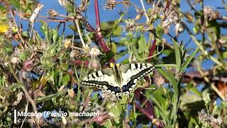 Papilio machaon [upl. by Irrahs]