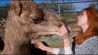 My pet camels ❤❤ جمل [upl. by Emmanuel918]