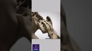 Vertebrae Anatomy How vertebral column formed shorts education [upl. by Amiel]