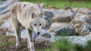 Les loups à Beauval [upl. by Kery373]