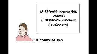 La réponse immunitaire acquise à médiation humorale anticorps [upl. by Anoit]