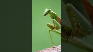 Grasshopper 🐛 insect grasshopper wildlifephotograph shortfeed shorts [upl. by Duwalt]