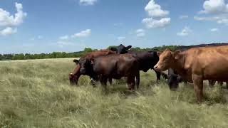 23 Head of mostly Angus Plus and Brangus Young Cows 06092  Cattle for sale [upl. by Melburn]