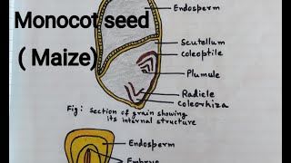 How to draw Monocot seed  Maize  structure of Maize grain T S of maize seed diagram Maize seed [upl. by Aicilaana]