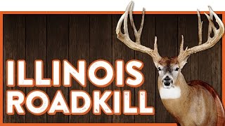 The quotIllinois Roadkillquot Buck [upl. by Yadroc]