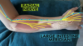 The scientific basis of acupuncture meridians [upl. by Aisila]