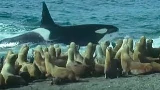 Killer Whales vs Sea Lions  Attenborough Trials of Life  BBC Earth [upl. by Orlosky]