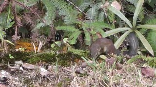 Common Treeshrew Tupaia glis Malaysia 20151102133628m2ts [upl. by Britni850]