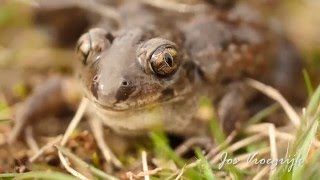 Pelobates Fuscus Knoflookpad Common Spadefoot Pelobate brun Knoblauchkrote [upl. by Tertius]