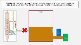 Fisiología de Guyton l Capítulo 26 micción en 5 MINUTOS [upl. by Reywas]