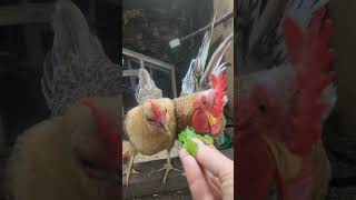 Chickens Love Spinach  Another Reason To Grow Perennial Spinach serama shorts spinach chicken [upl. by Gun]