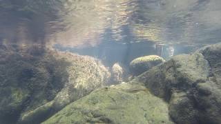 Rasbora sarawakensis and Barbodes sealei in the wild [upl. by Hibben425]