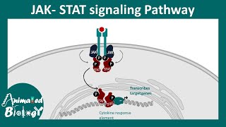 JAKSTAT signaling pathway [upl. by Hacker]