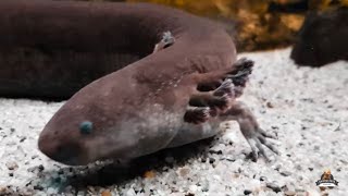 Axolotl Care Tip Secrets to Regeneration [upl. by Ainesey193]