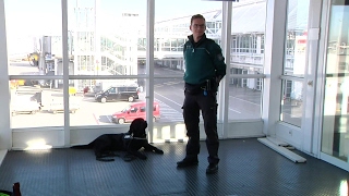 Unterwegs mit den ZollSpürhunden am Flughafen München [upl. by Acsot540]