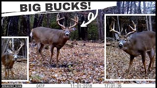 My 10 BEST Whitetail Deer Buck Clips  Trail Cam Videos [upl. by Akiemehs477]