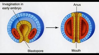 Types of Eucoelom or coelom Schizocoelous vs enterocoelous [upl. by Mccord]